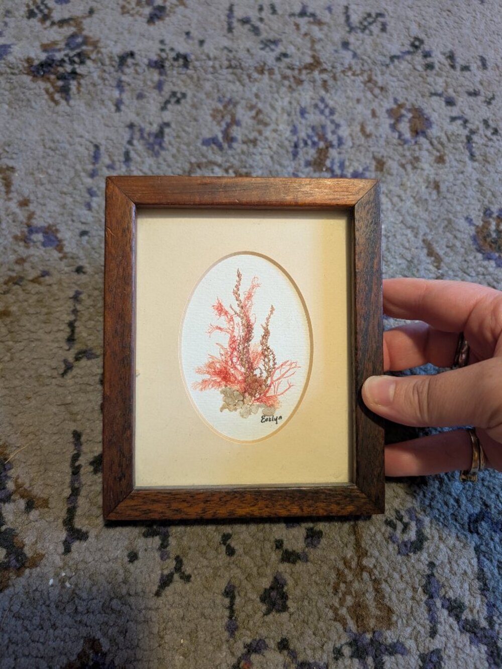 Seaweed Selections Evelyn L Dennis Hawaii Mini Signed Framed Print 6x4” Vintage